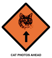 cat-photos-ahead.gif